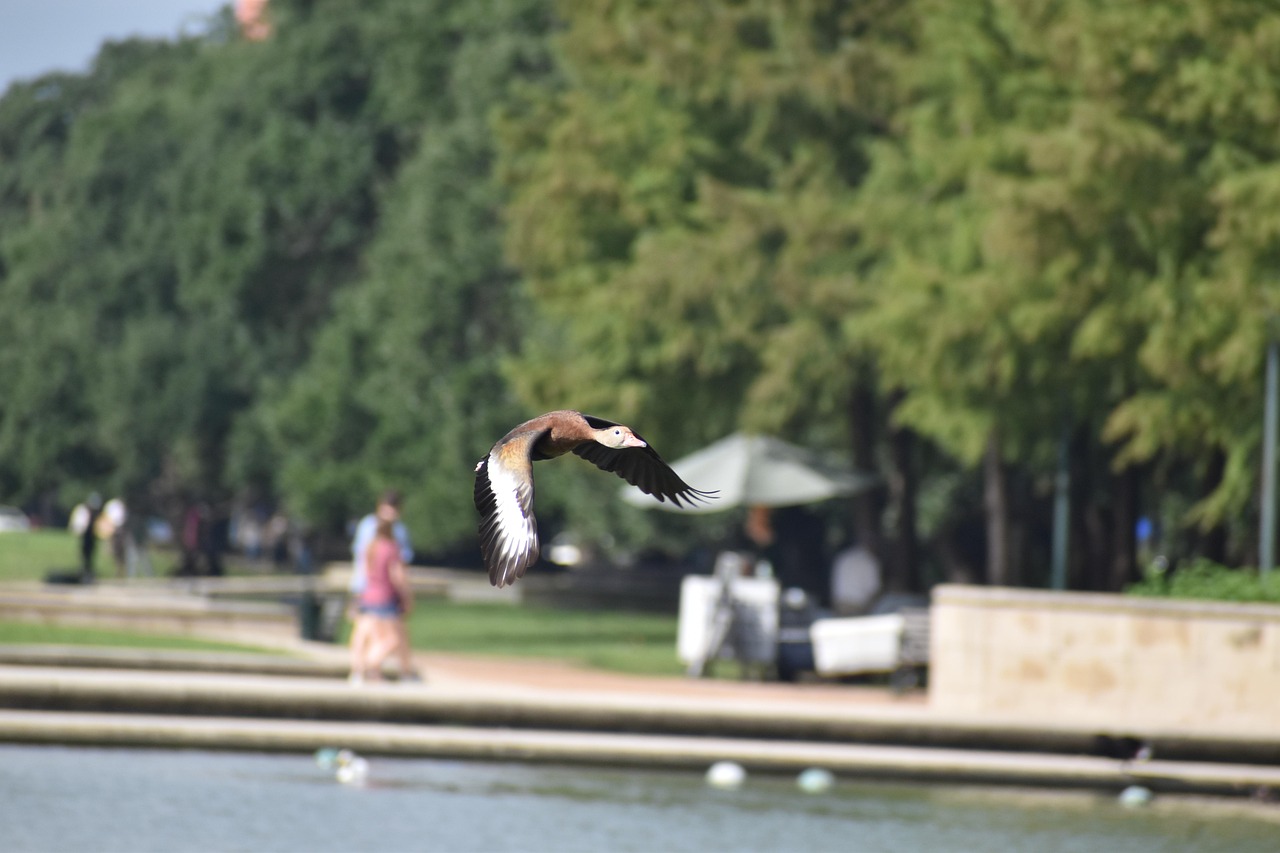 Hermann Park