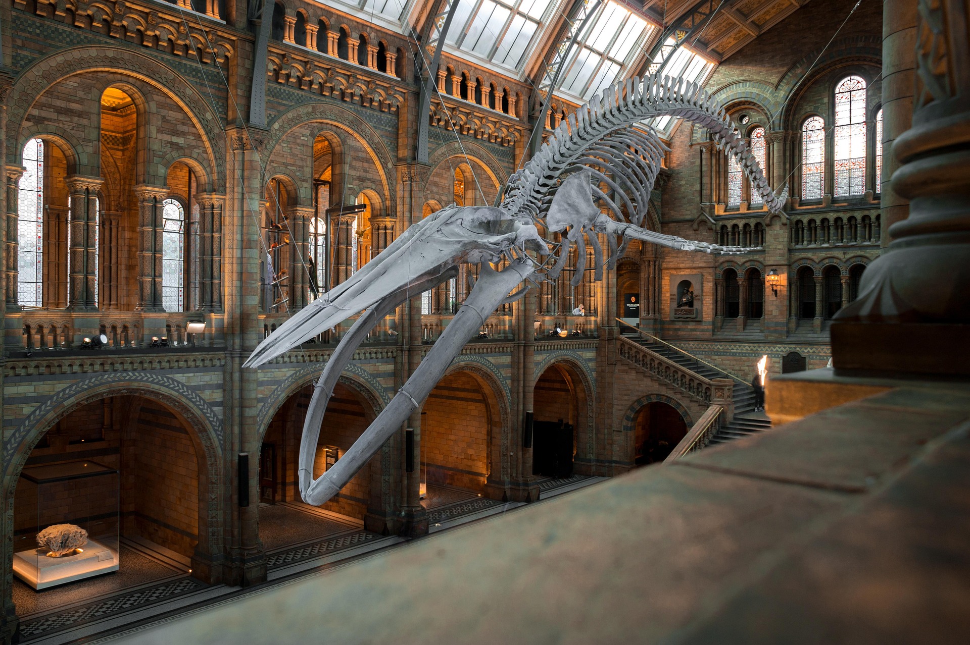 American Museum of Natural History