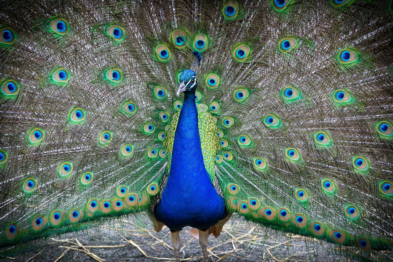 Houston Zoo
