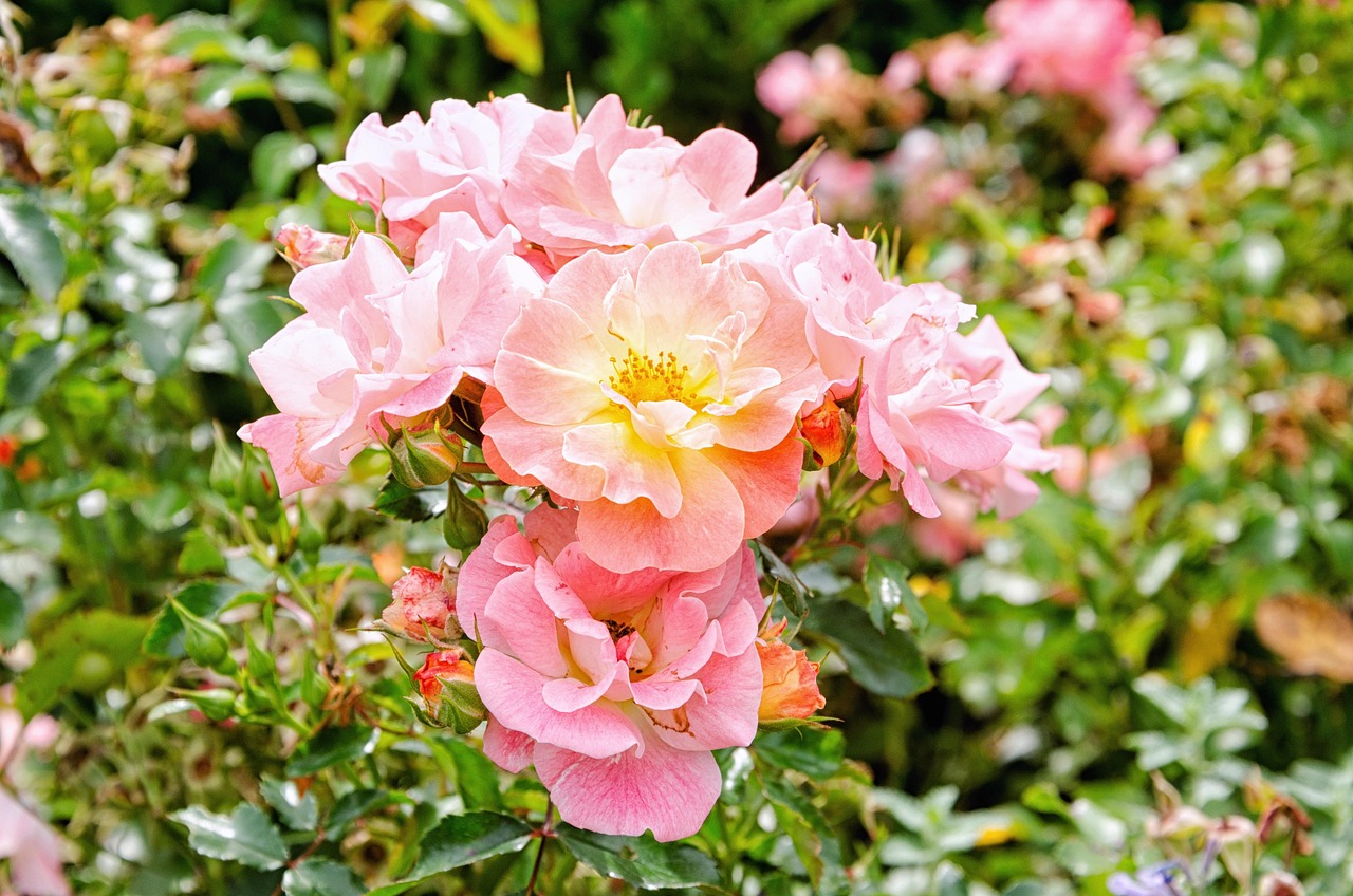 New York Botanical Garden
