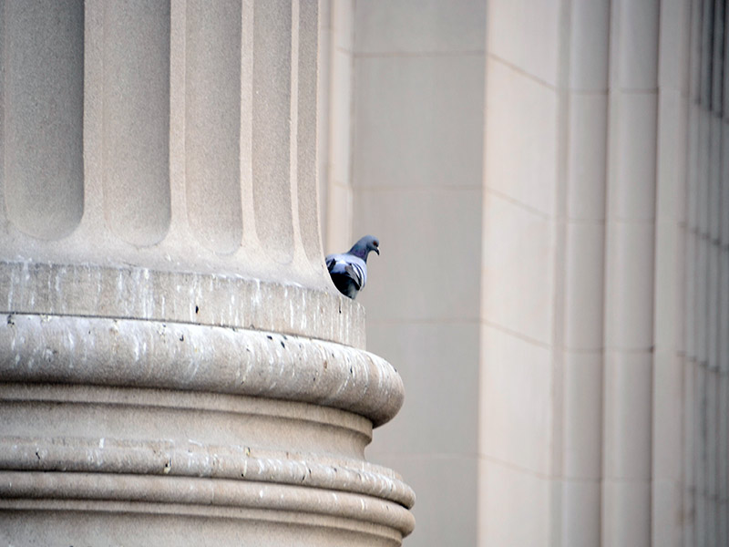 The American Museum of Natural History