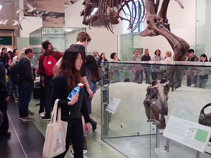 The American Museum of Natural History